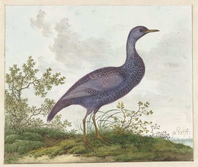 Tüpfelsumpfhuhn (Porzana porzana)? von Pieter Withoos