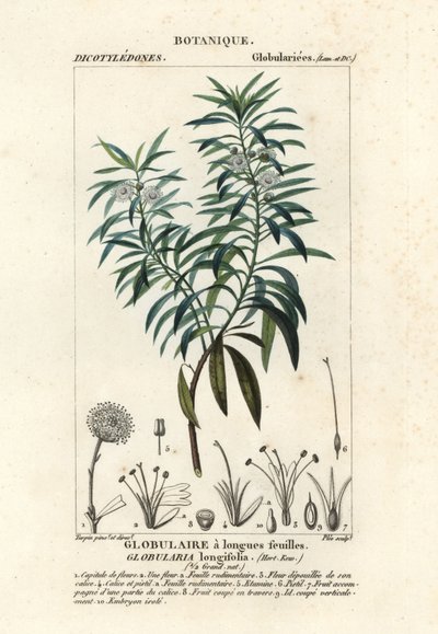 Kugeldistel, Globularia salicina von Plee Plee