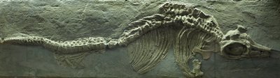 Ichthyosaurier-Fossil, Jura (Lias) Periode von Prehistoric Prehistoric