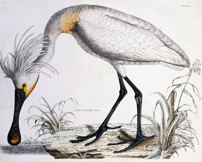 Weißer Löffler, 1834 von Prideaux John Selby