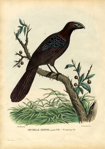 Ani, 1863-79 von Raimundo Petraroja