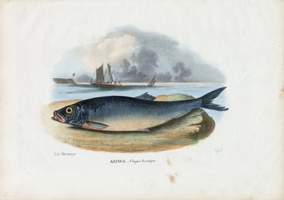 Atlantischer Hering, 1863-79 von Raimundo Petraroja