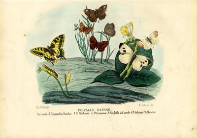 Schmetterlinge, 1863-79 von Raimundo Petraroja