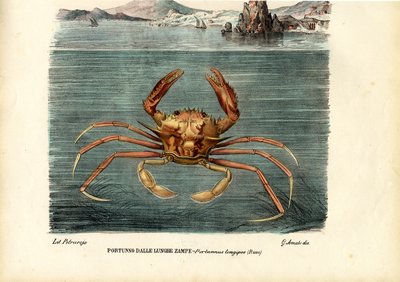 Krustentiere, 1863-79 von Raimundo Petraroja