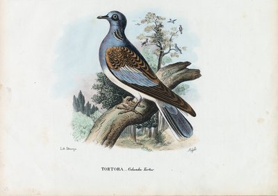 Europäische Turteltaube, 1863-79 von Raimundo Petraroja