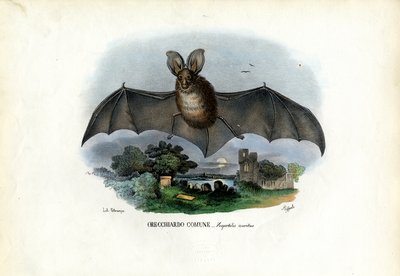 Graues Langohr, 1863-79 von Raimundo Petraroja