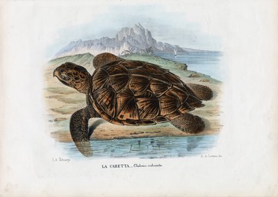 Echte Karettschildkröte, 1863-79 von Raimundo Petraroja