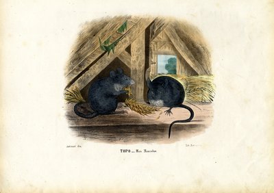 Hausmaus, 1863-79 von Raimundo Petraroja