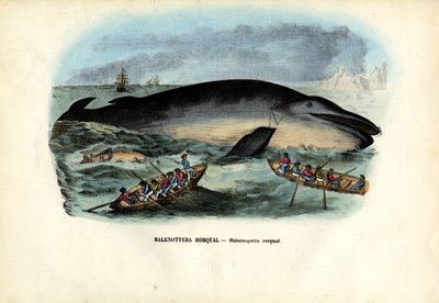 Buckelwal, 1863-79 von Raimundo Petraroja