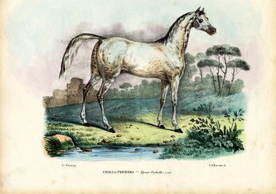 Persisches Pferd, 1863-79 von Raimundo Petraroja