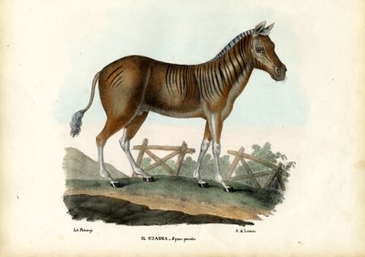 Quagga, 1863-79 von Raimundo Petraroja