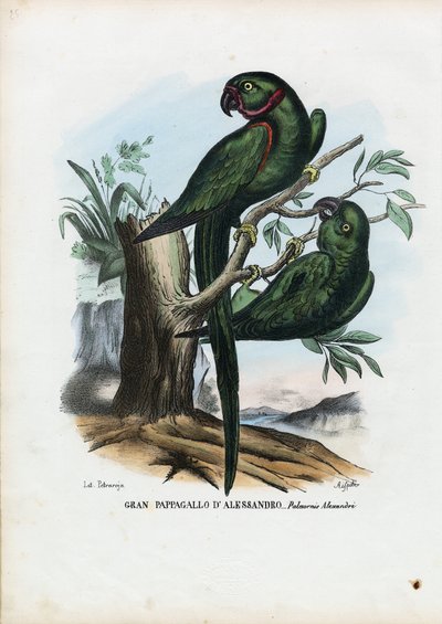 Halsbandsittich, 1863-79 von Raimundo Petraroja
