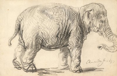 Ein Elefant von Rembrandt van Rijn