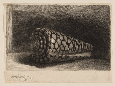 Die Muschel von Rembrandt van Rijn