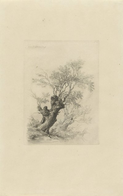 Weidenbaum von Remigius Adrianus Haanen
