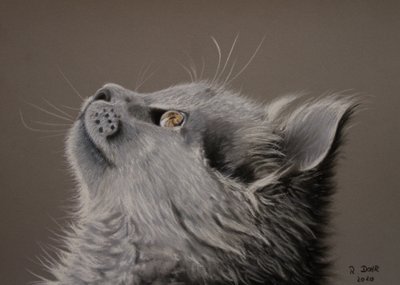 Katzenaugenblick von Renate Dohr