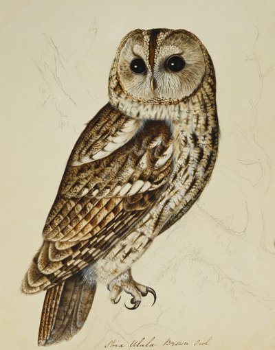 Braune Eule (Strix Ulula) von Rev. C. Atkinson