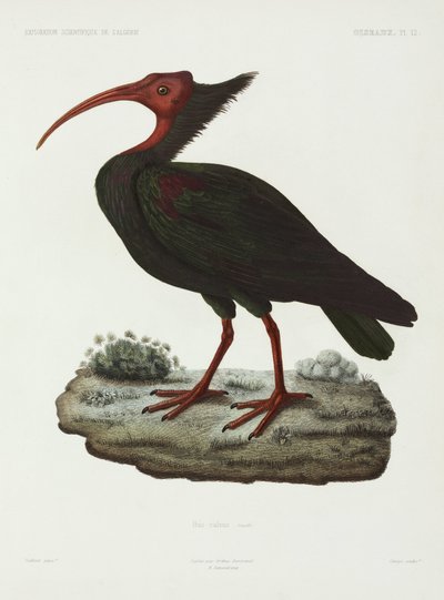 Waldrapp, Algerien von John Pardon