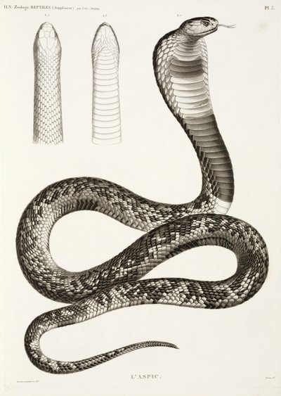 Ägyptische Kobra von John Pardon