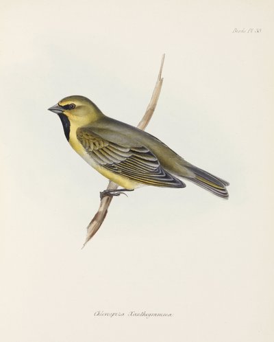 Fink, um 1832-1836 von John Pardon