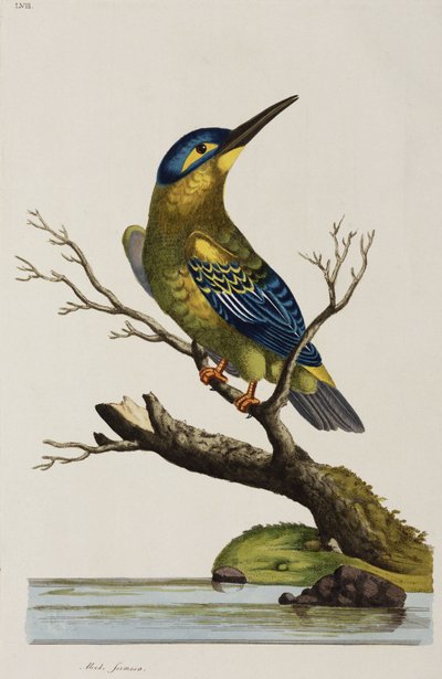 Eisvogel von John Pardon