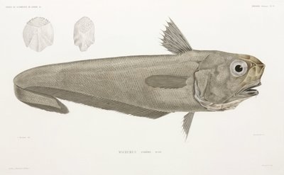 Messerfisch von John Pardon