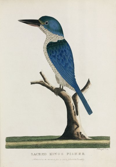 Heiliger Eisvogel, Australien, ca. 1788 von John Pardon