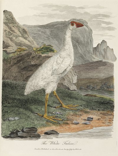 Die Weiße Fulica von John Pardon