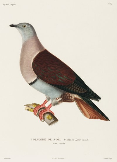 Zoes Taube, Neuguinea von John Pardon