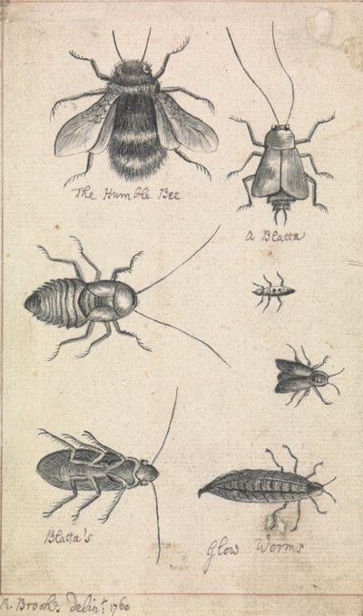 Die Hummel und Insekten von Richard Brookes