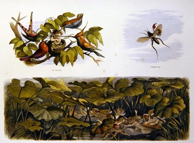 Im Feenland von Richard Doyle