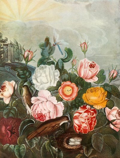 Rosen, um 1805 von Richard Earlom