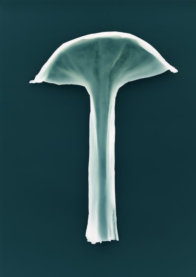 Ohne Titel von Richard Green