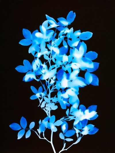 Ohne Titel, 2008 von Richard Green