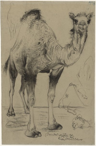 Dromedar von Richard Muller