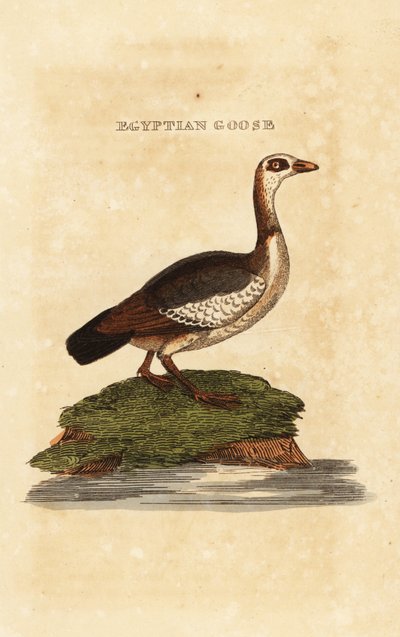 Nilgans, Alopochen aegyptiaca von Richard Polydore (after) Nodder