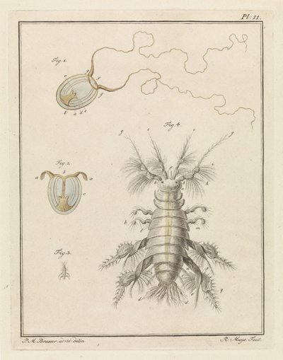 Polypenqualle und ein Sandflohkrebs von Robbert Muys