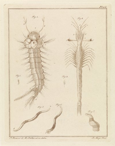 Stechmücke, Slabbers Trompetoog und ein Wurm von Robbert Muys