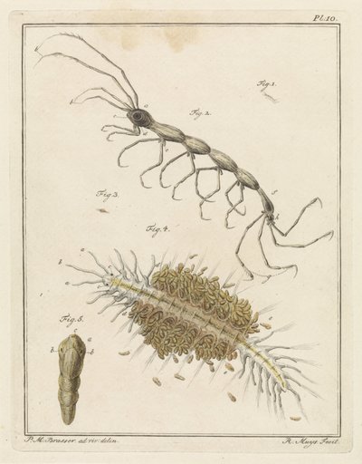 Tuberkel und ein Borstenwurm von Robbert Muys