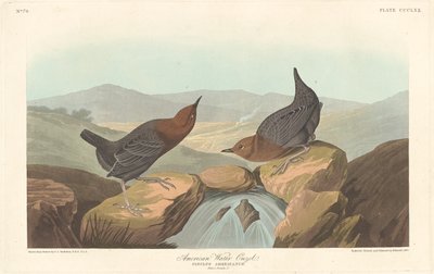Amerikanische Wasseramsel, 1837 von Robert Havell
