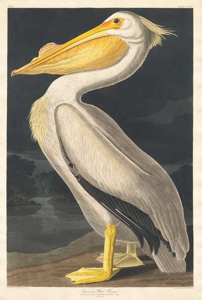 Amerikanischer Weißpelikan von Robert Havell