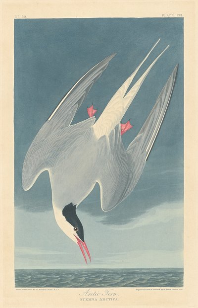 Küstenseeschwalbe, 1835 von Robert Havell