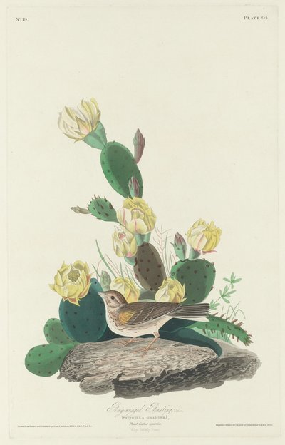 Bay-winged Bunting von Robert Havell