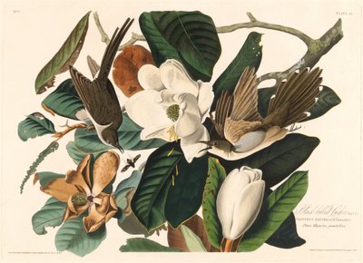 Schwarzschnabelkuckuck von Robert Havell