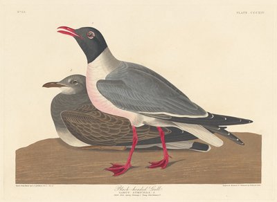 Schwarzkopfmöwe von Robert Havell
