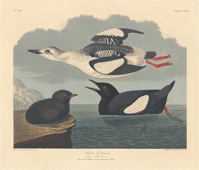 Schwarzflügelige Guillemot von Robert Havell