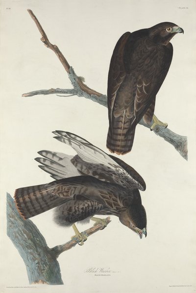 Schwarzer Krieger, 1830 von Robert Havell