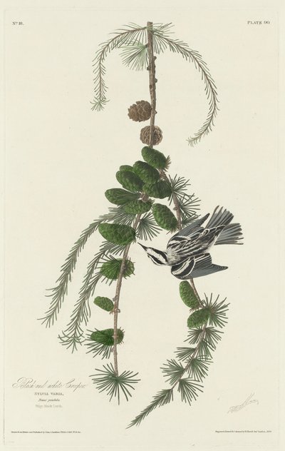 Schwarz-weißer Baumläufer, 1830 von Robert Havell