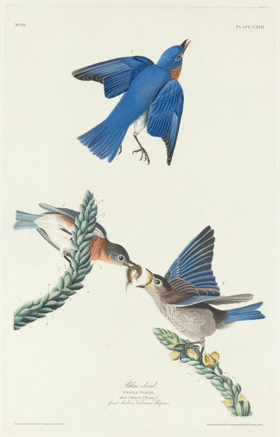 Blaukehlchen, 1831 von Robert Havell