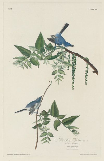 Blaugrauer Schnäpper, 1830 von Robert Havell